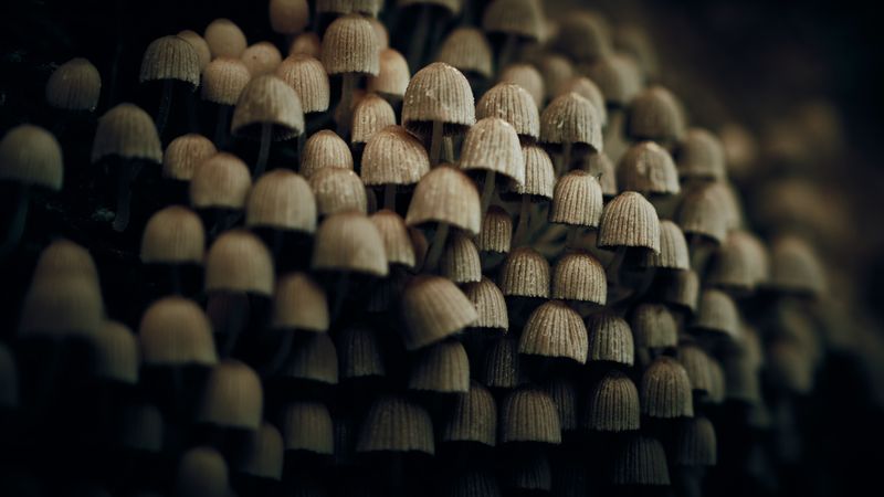 Close-up of numerous small mushrooms clustered together on a forest floor in autumn.
