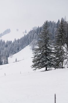 Pristine snowy landscape in the Swiss Alps, featuring snow-covered trees and hills.