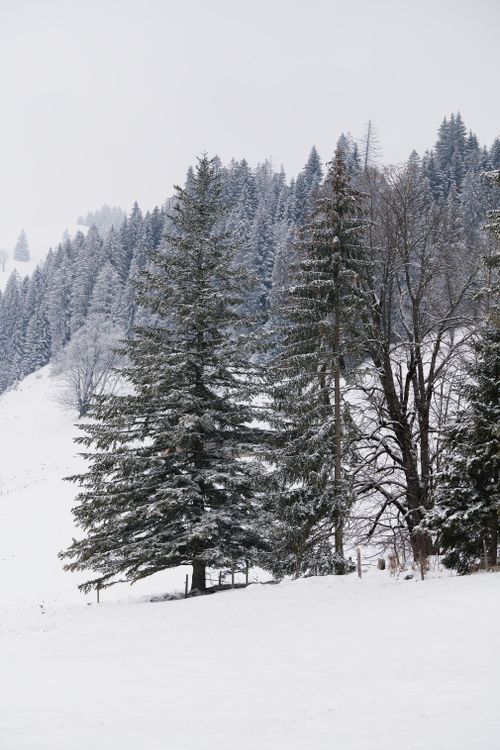 Free Majestic snow-covered pine forest landscape in the Swiss Alps during winter. Stock Photo