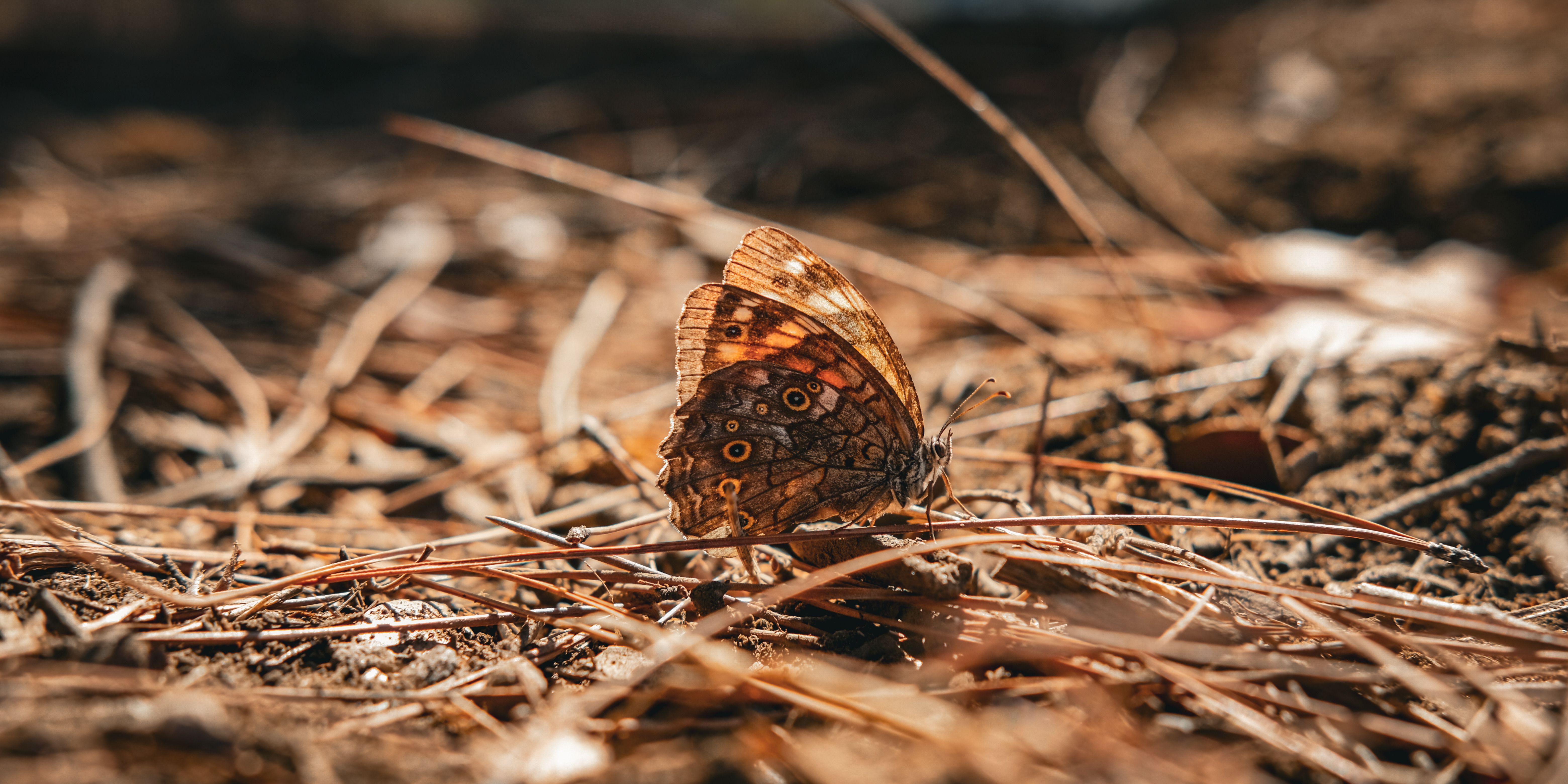 Detailed photo of a brown butterfly on the forest floor in Aydın, Türkiye, showcasing its intricate wing patterns.