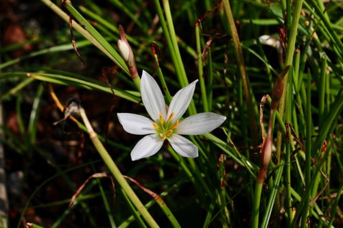 Free Close-up of a white rain lily in full bloom surrounded by green foliage. Stock Photo