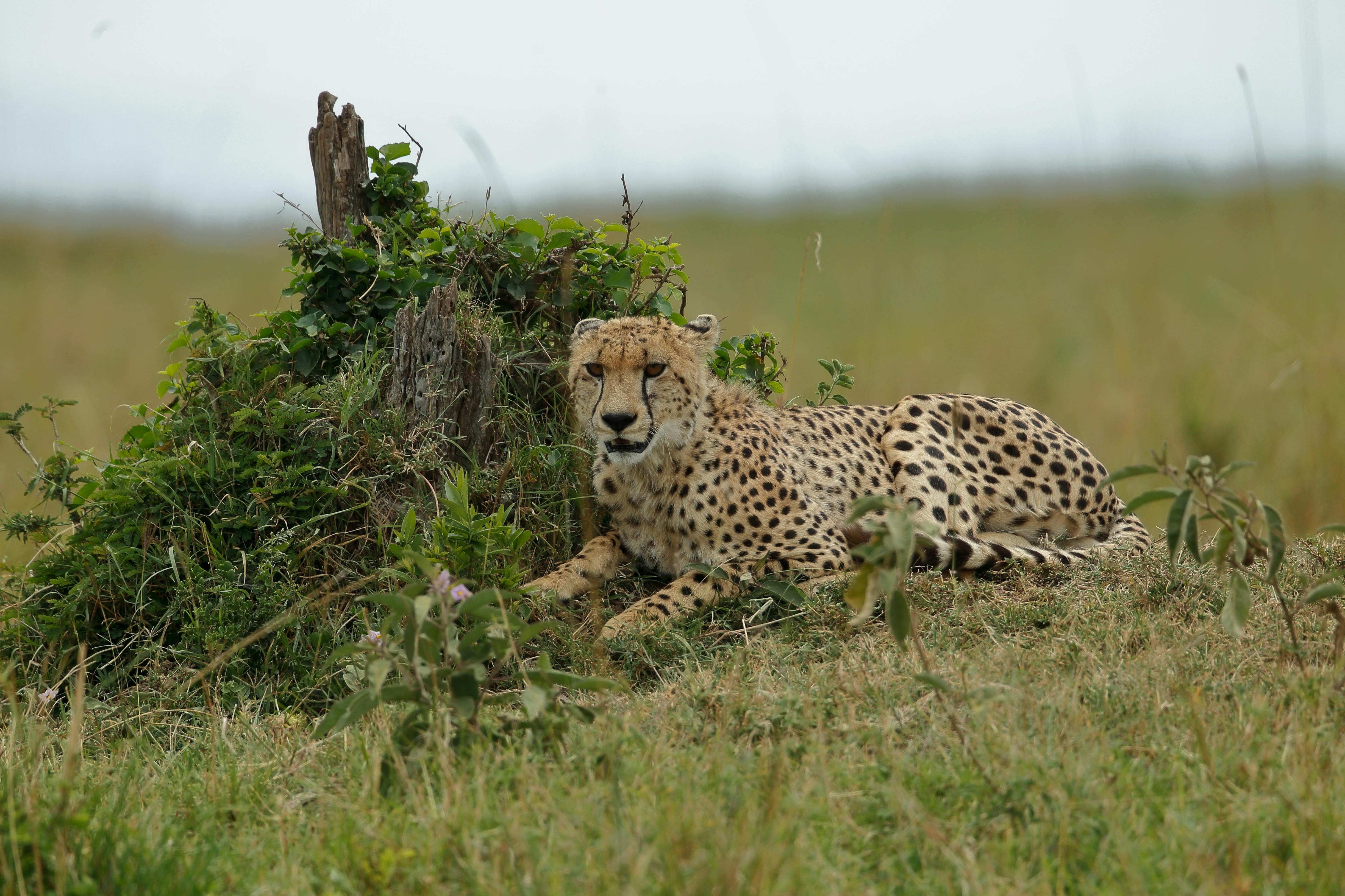 Image : Beyond the Safari Trail: Unearthing Kenya's Soulful Secrets & Local Wonders