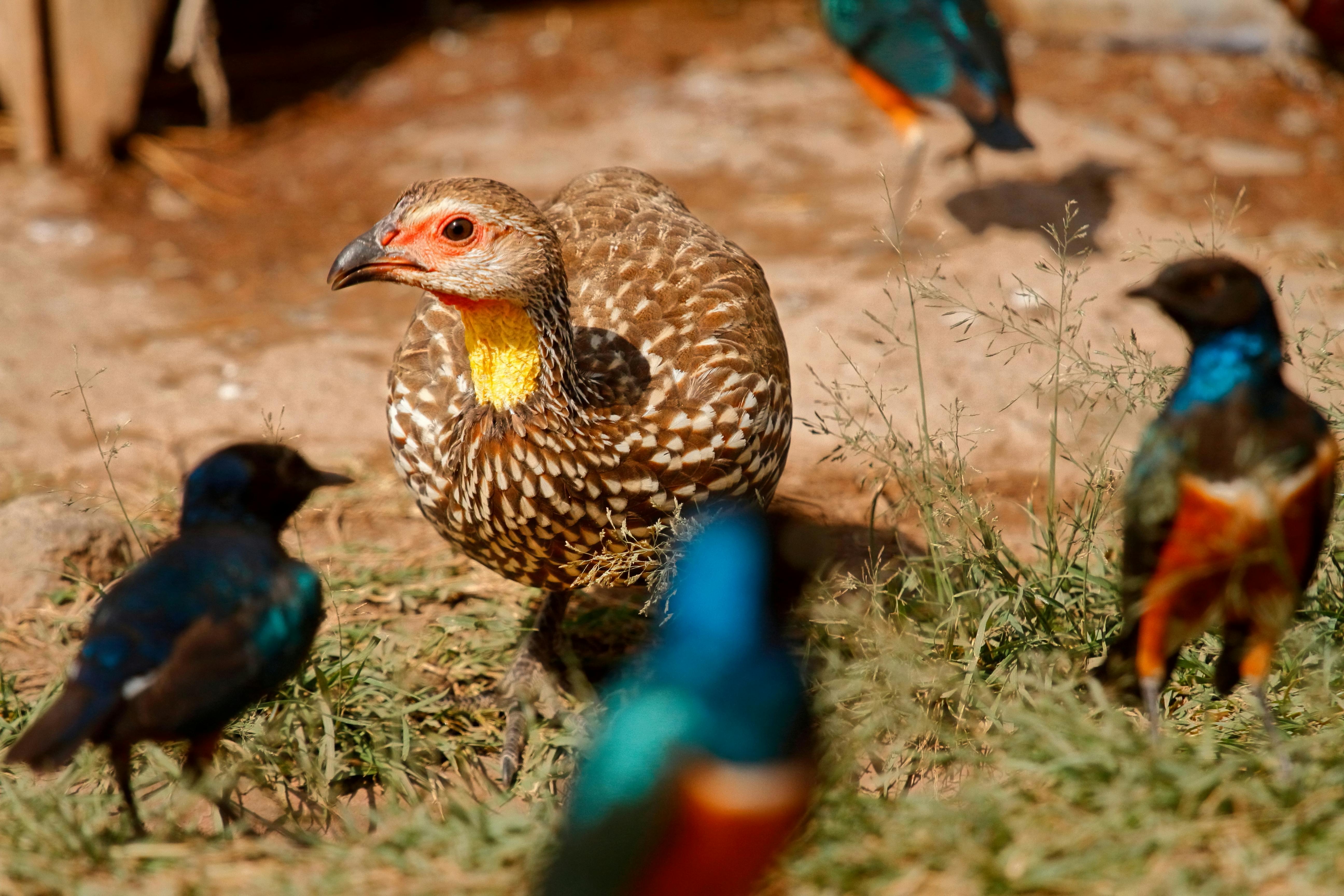 Up to Half of Bird Species on the African-Eurasian Flyway Are in Decline, Threatening Biodiversity and Ecosystem Health