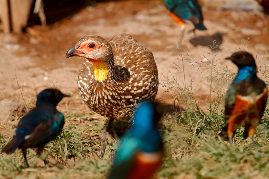 Up to Half of Bird Species on the African-Eurasian Flyway Are in Decline, Threatening Biodiversity and Ecosystem Health