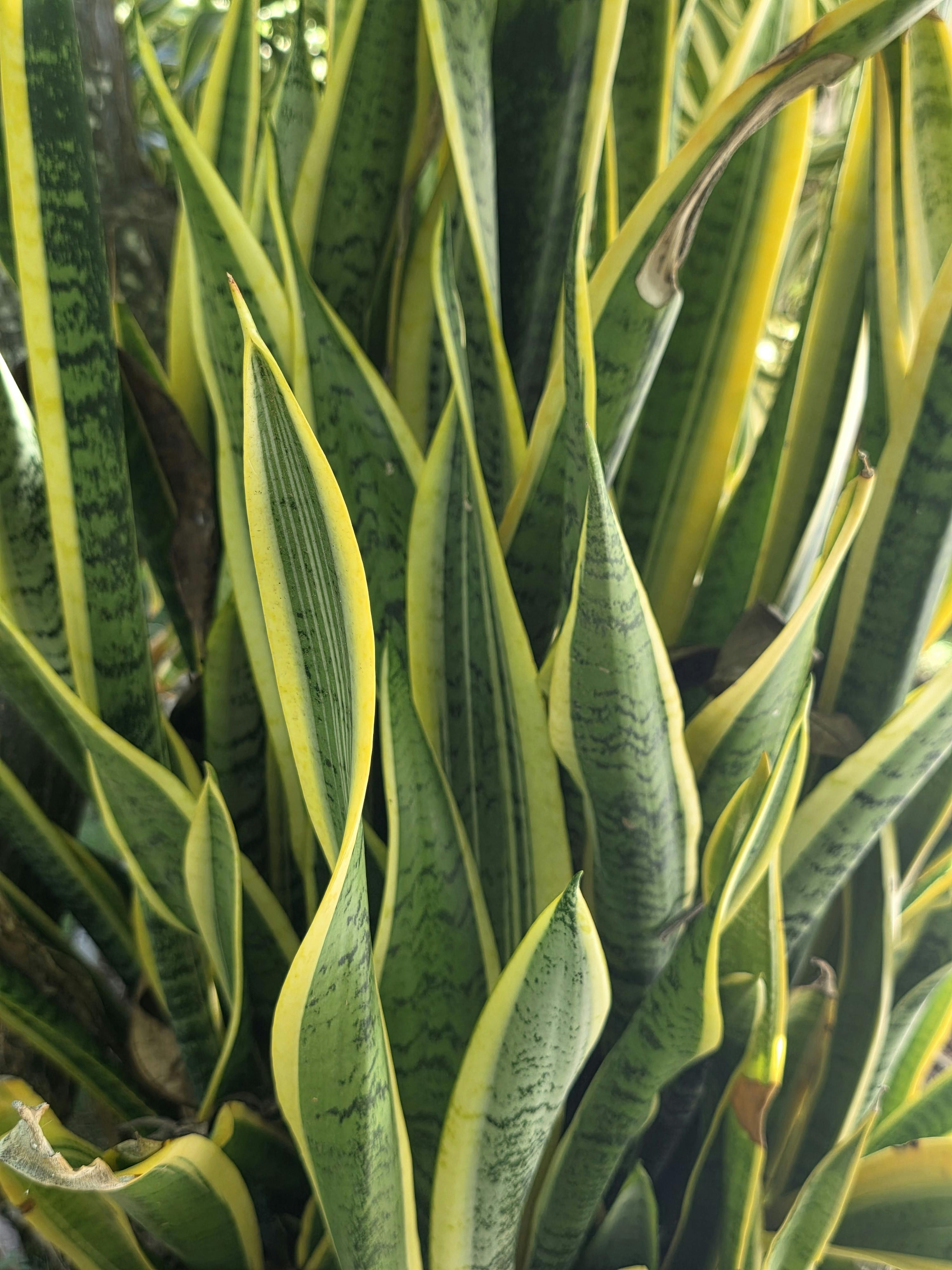 Snake Plant Image