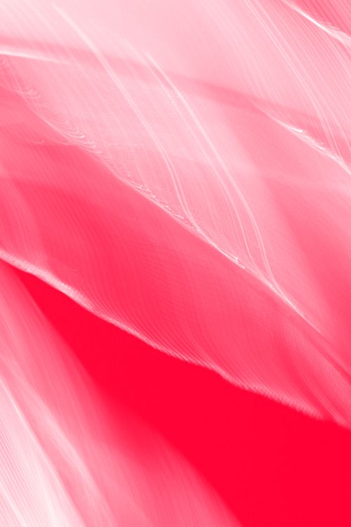 Free Close-up of pink feather textures creating an abstract, artistic composition. Stock Photo