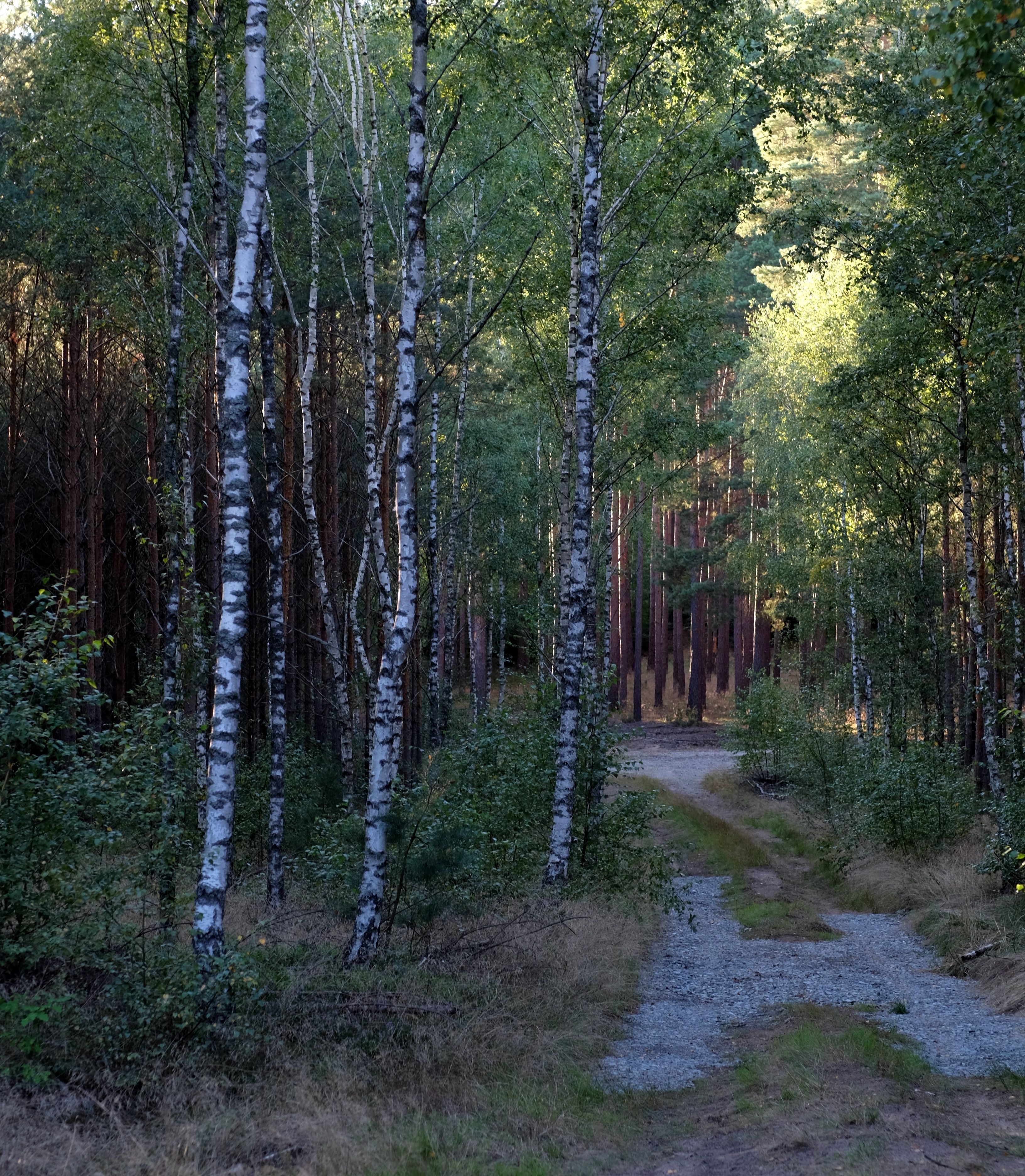 Serene Birch Forest Pathway in Summer · Free Stock Photo