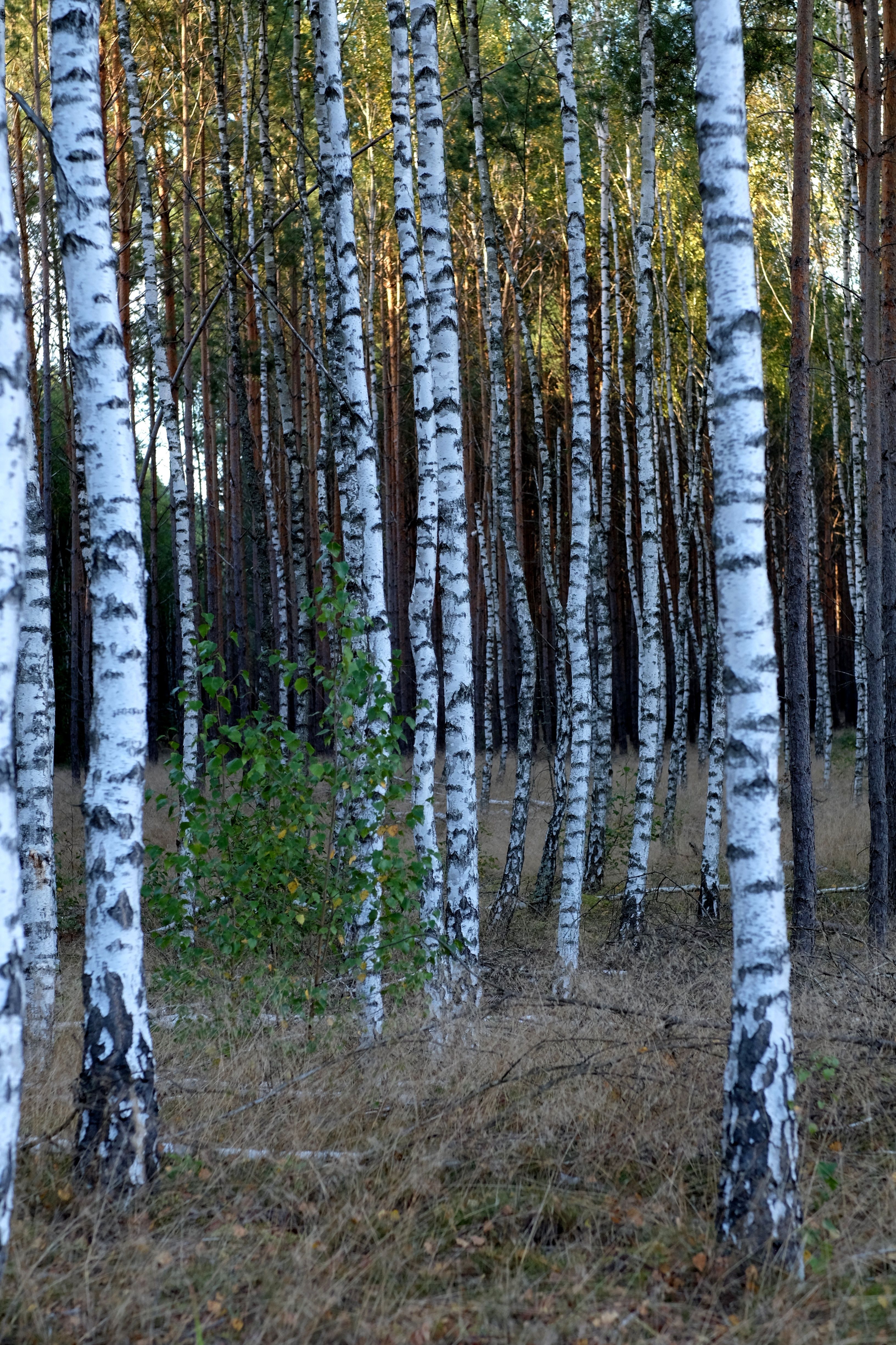 Leaves Covering Snow Patches in Birch Tree Forest · Free Stock Photo