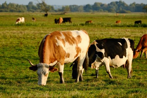Cows Grazing in Open Field During Daytime · Free Stock Photo