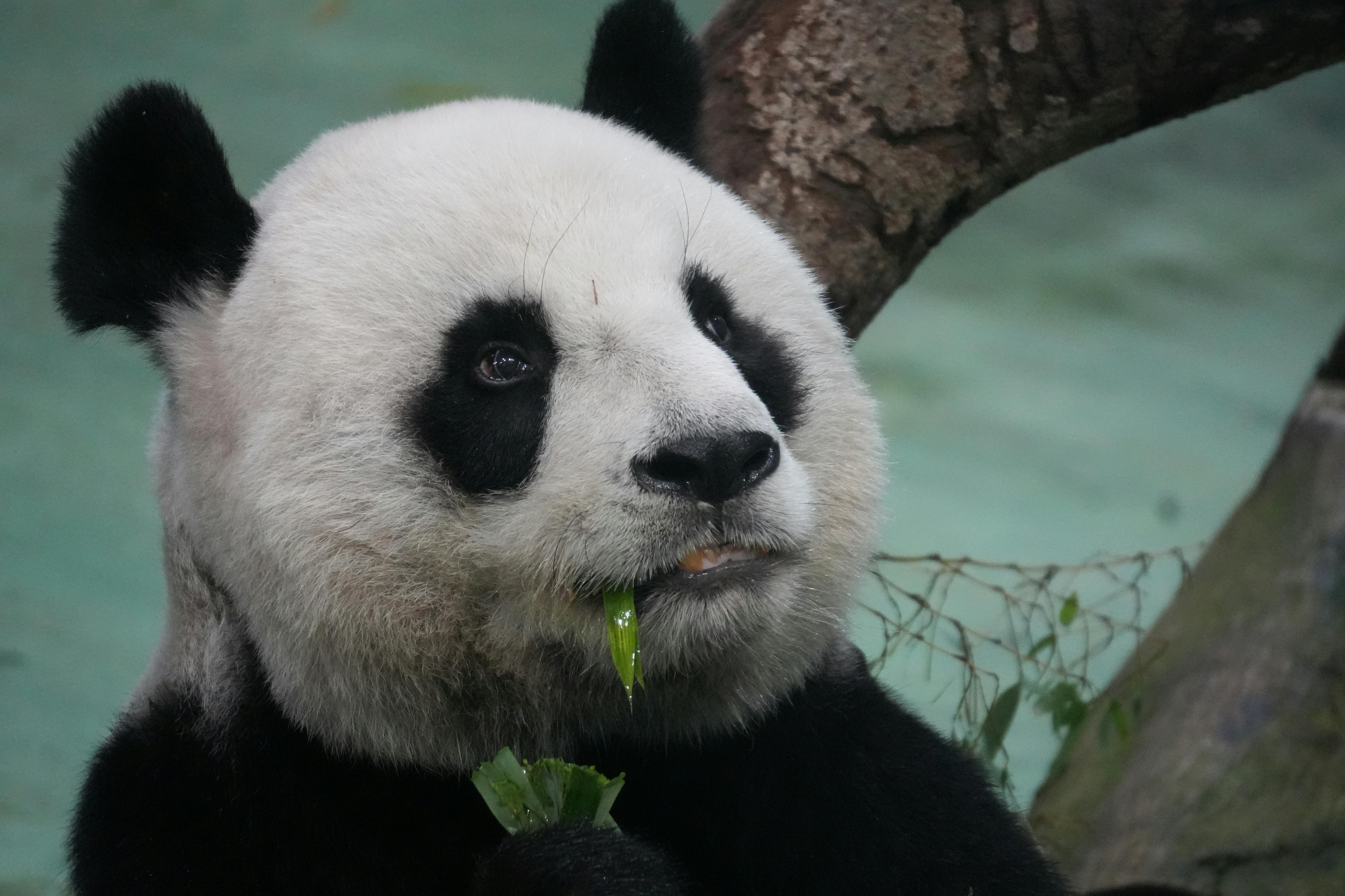 Quantum Computers and the Prediction of Possible Habitat Scenarios