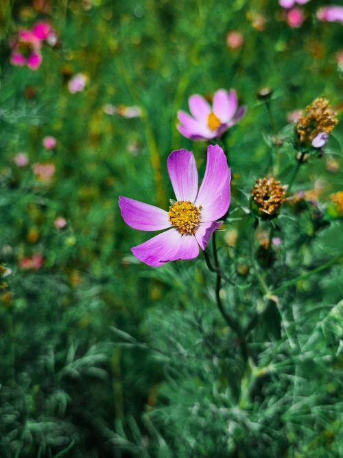 Free A close-up view of a blooming pink cosmos flower in a lush green garden. Stock Photo