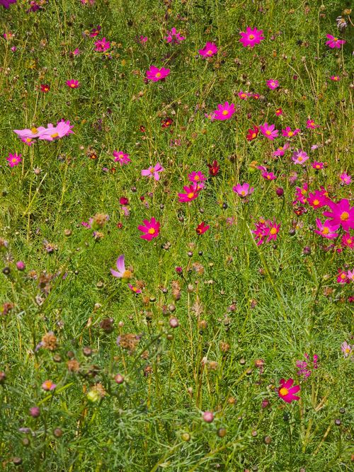 Free A serene meadow filled with colorful wildflowers in full bloom during summer. Stock Photo