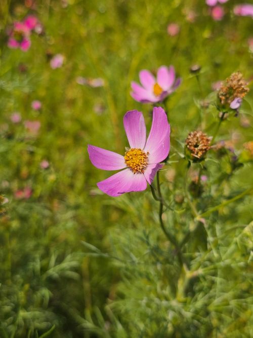 Free Close-up of a vibrant pink Cosmos flower in full bloom among lush green foliage. Stock Photo