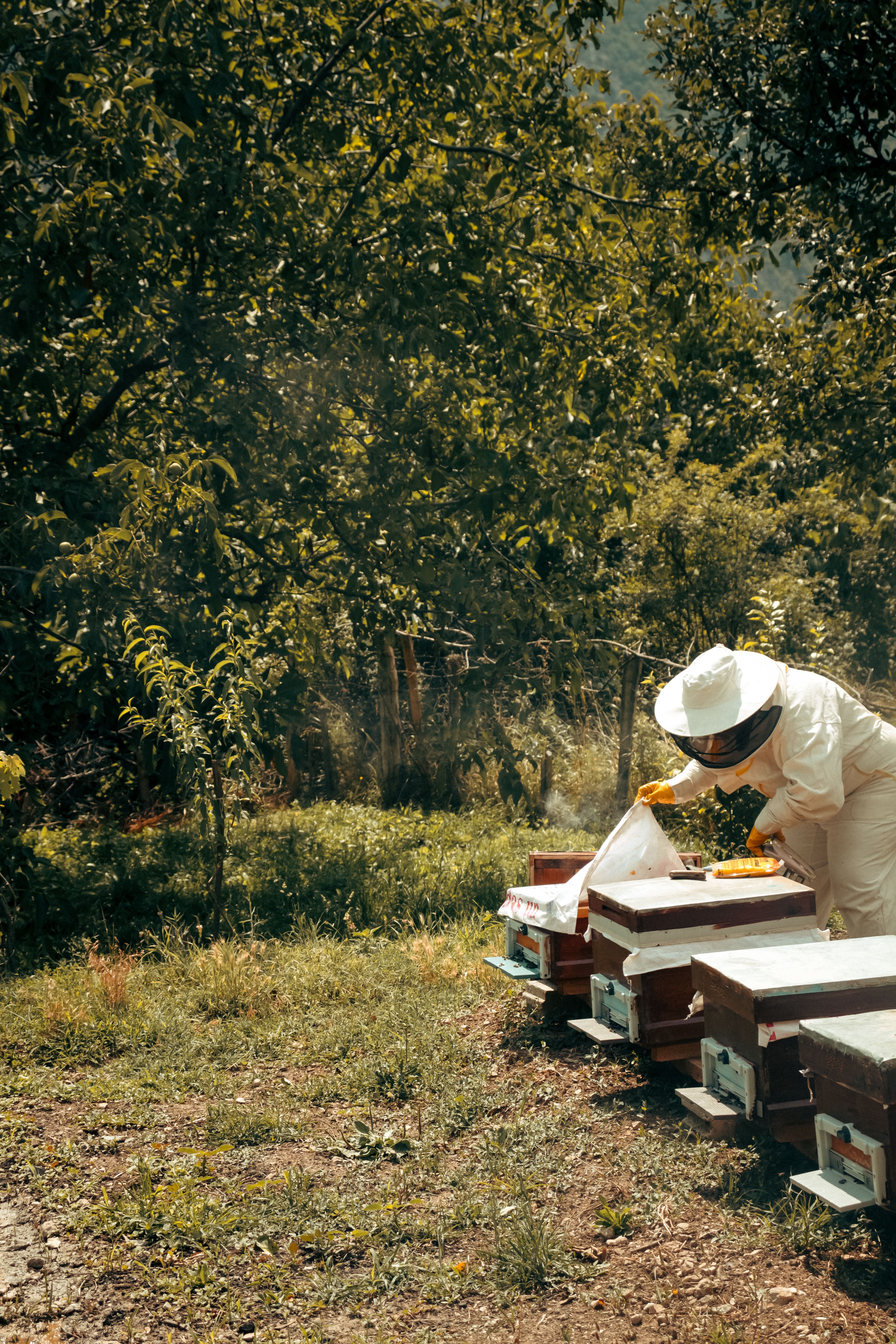 A beekeeper tending beehives in a sunny orchard setting, showcasing sustainable agriculture.