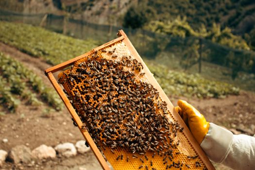 Honey bees on a hive frame held by a beekeeper in countryside farm setting.