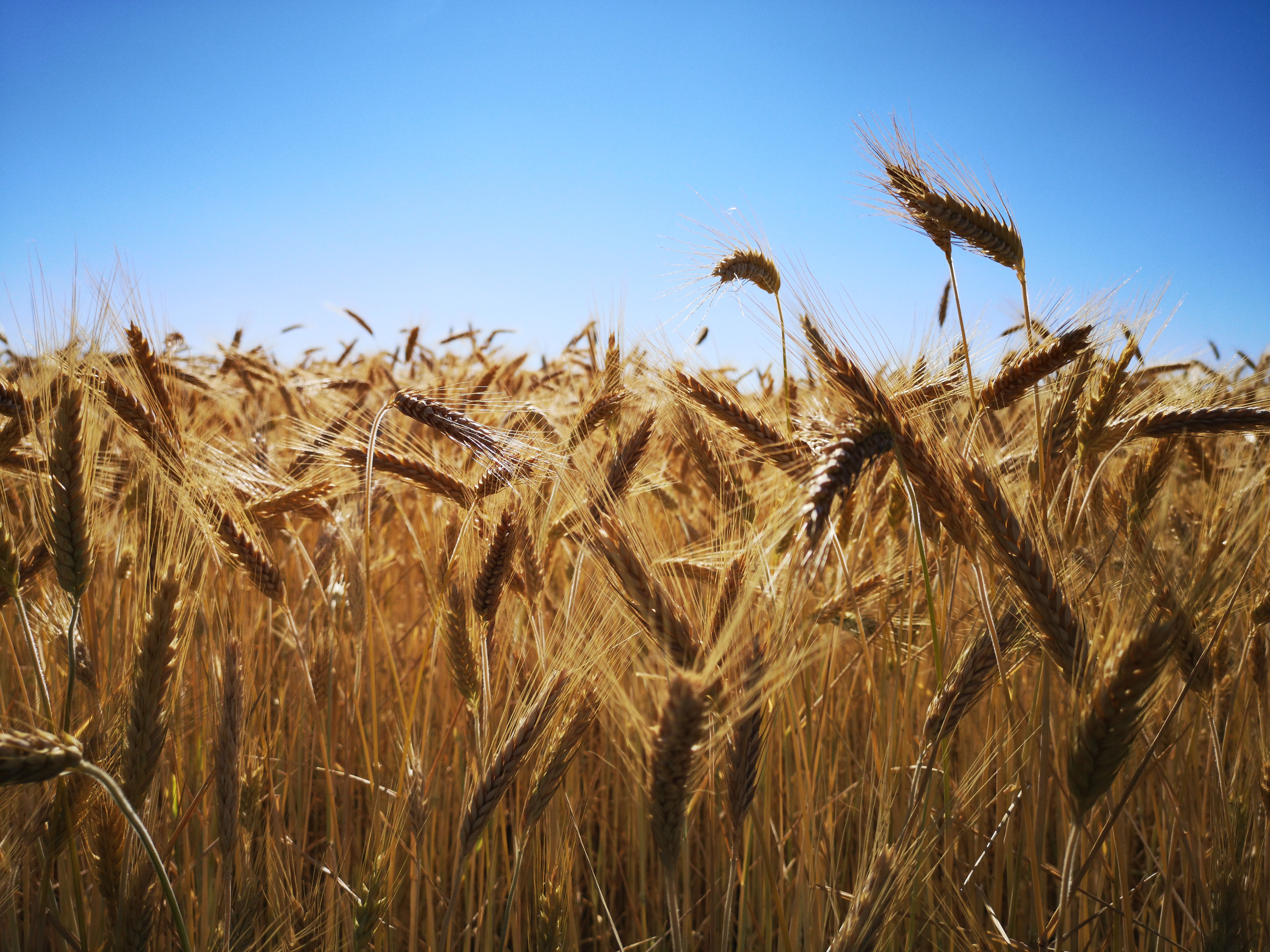 Golden Wheat Field Under Clear Blue Sky · Free Stock Photo