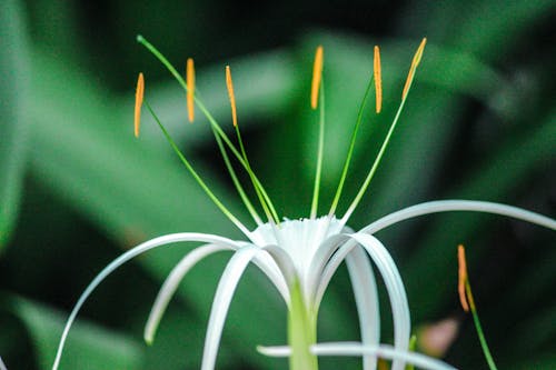 Kostenloses Stock Foto zu grün, schöne blumen, weiß