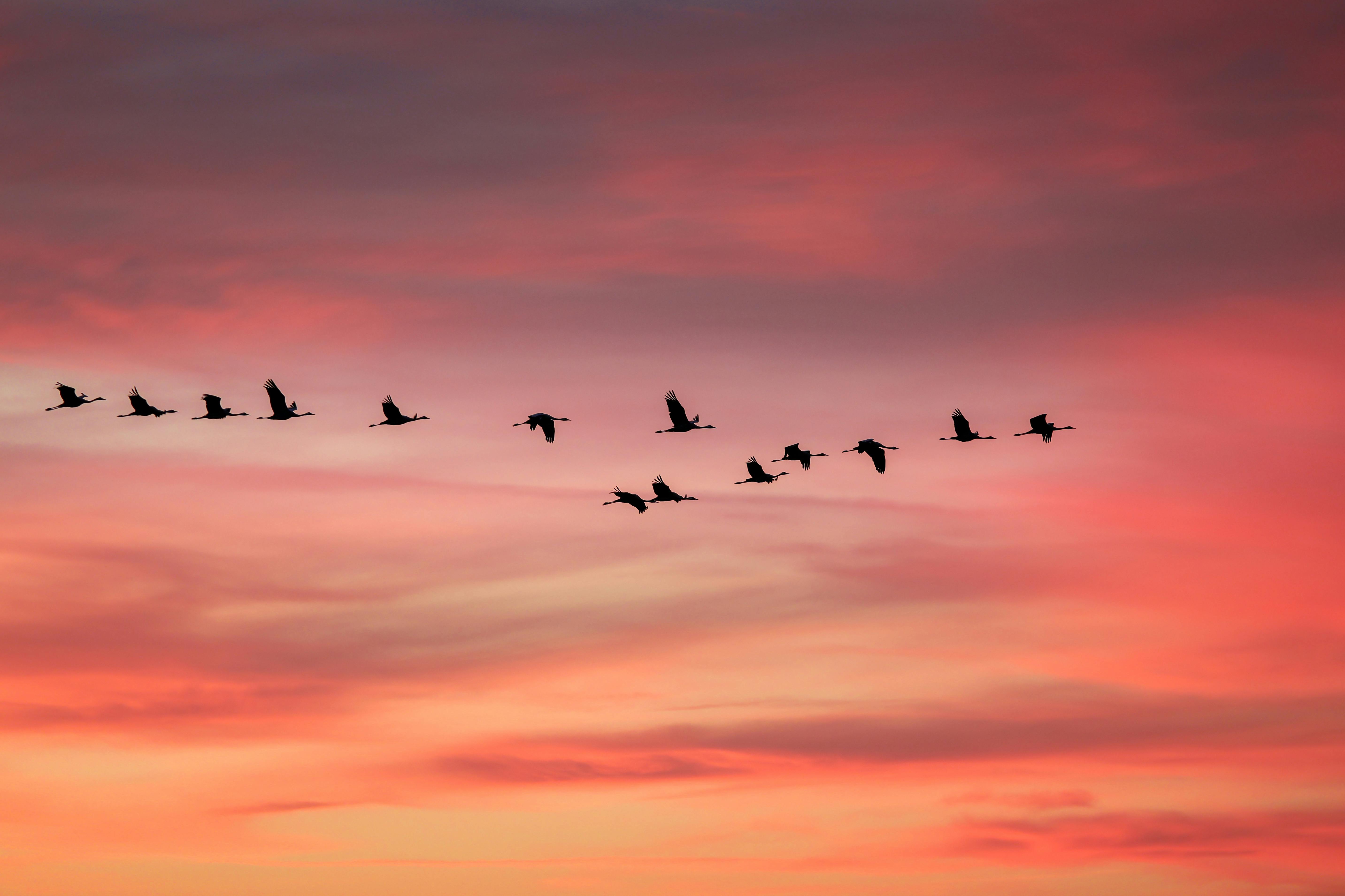 Silhouetted birds flying in formation against a stunning pink and orange sunset sky.