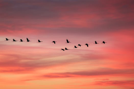 Silhouetted birds flying in formation against a stunning pink and orange sunset sky.