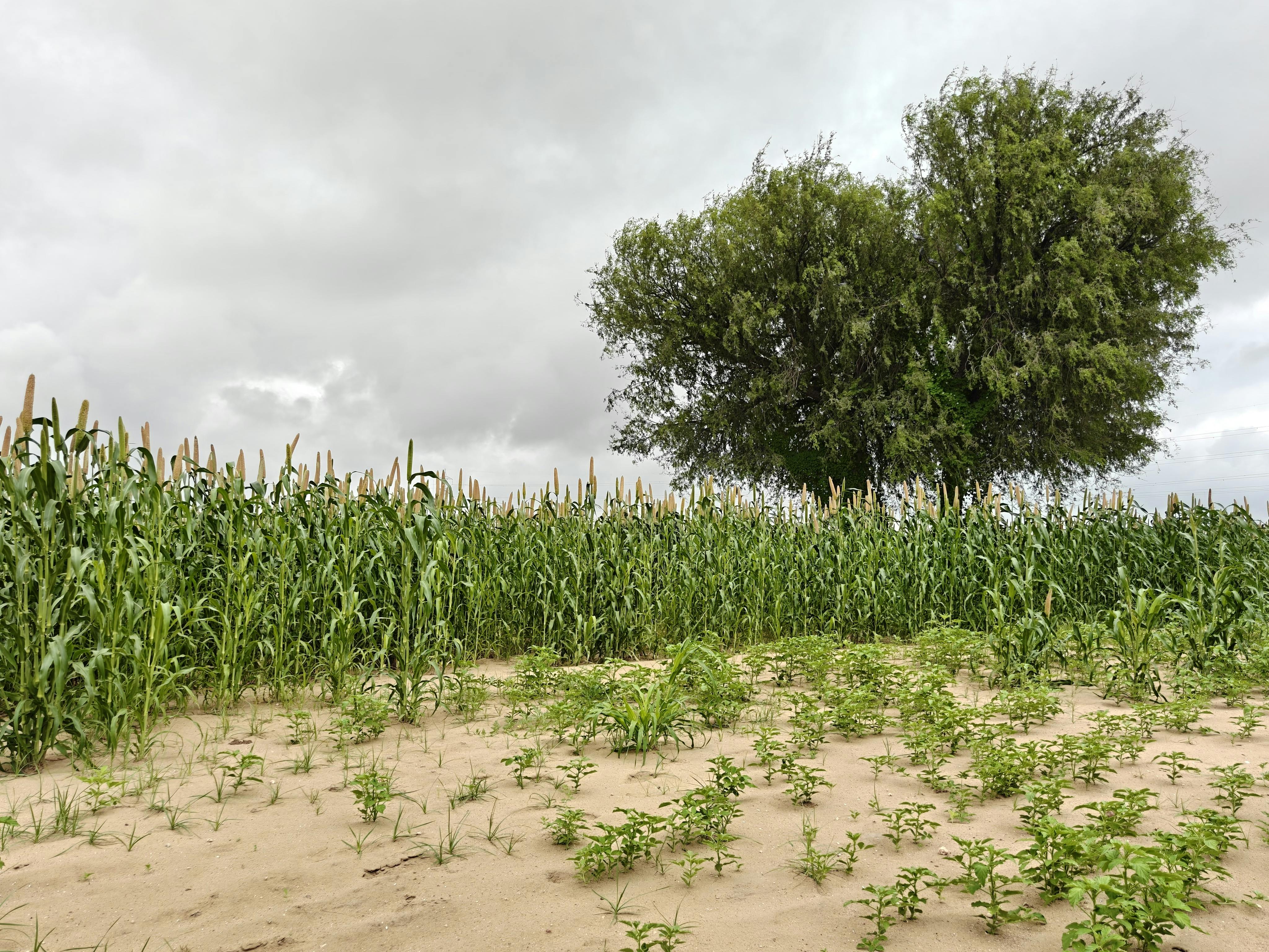 Cultivo de Mangostán: Requerimientos Climáticos y Agronómicos