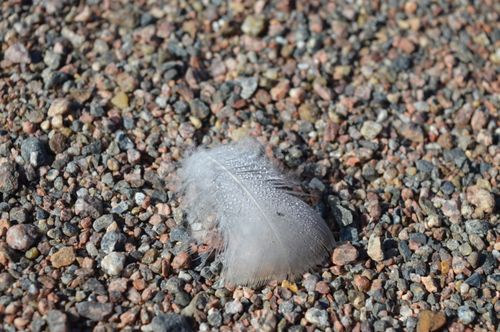 Free White feather with dewdrops resting on a gravel surface under natural light. Stock Photo