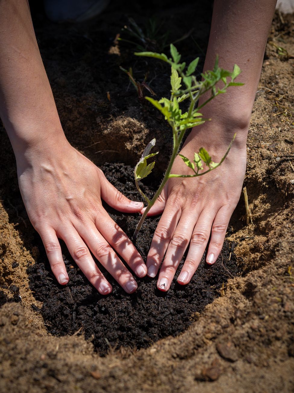 Randy's hands holding a deeply planted tomato seedling