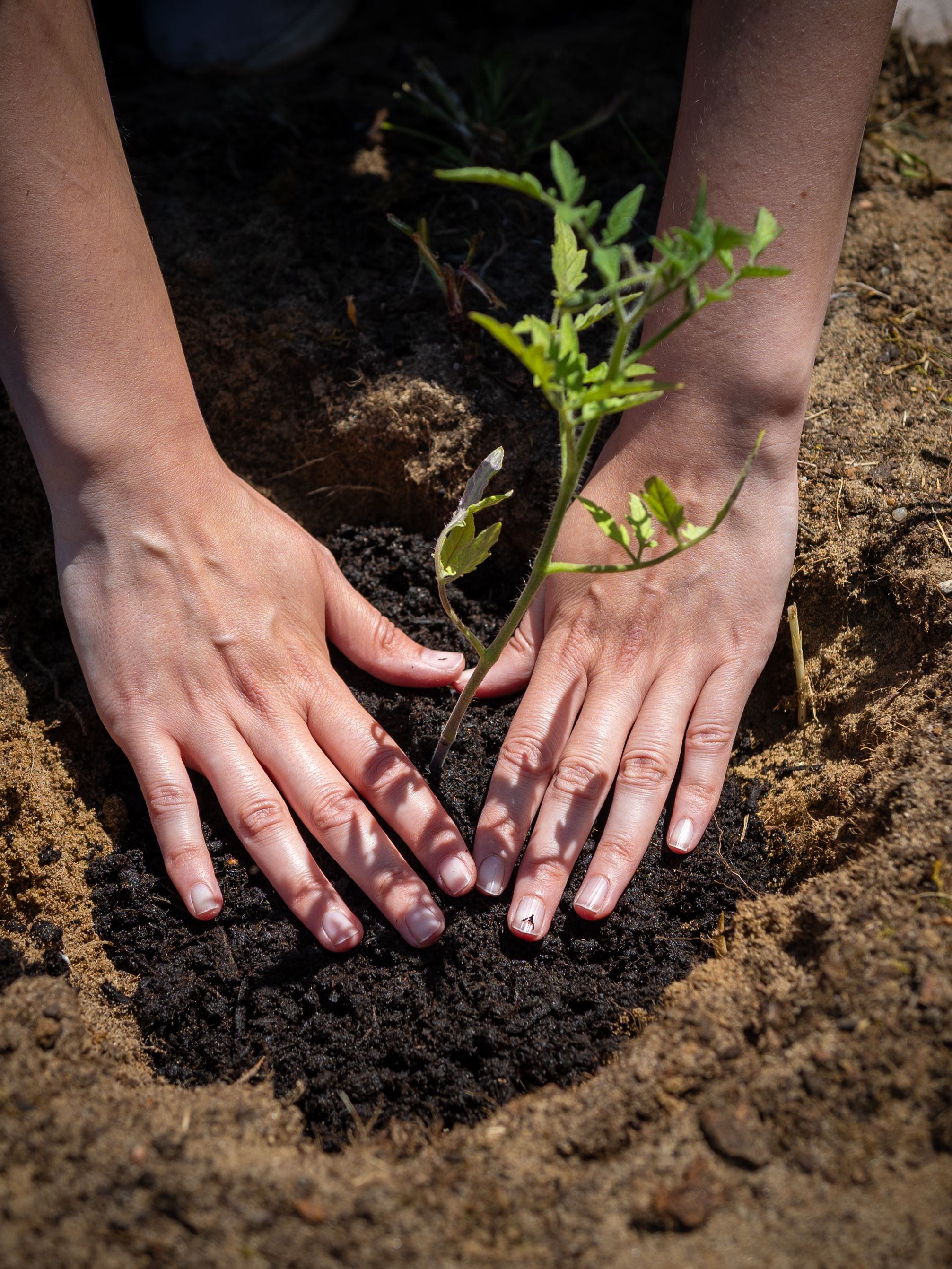Hands Planting Photos, Download The BEST Free Hands Planting Stock Photos &  HD Images