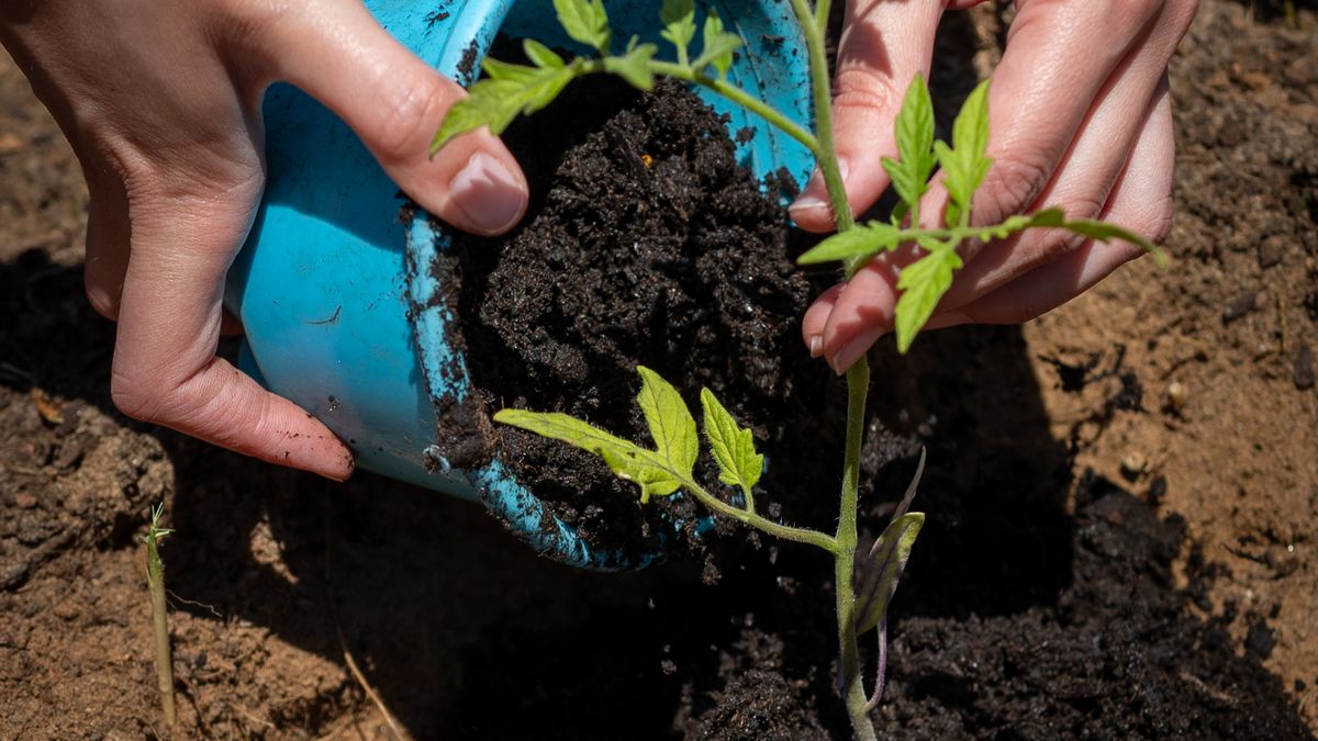 Comment créer un potager urbain en 2026 : les meilleures pratiques