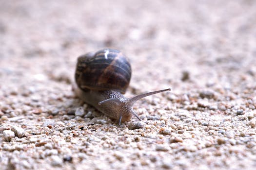 Detailed image of a snail slowly gliding across a textured gravel path.
