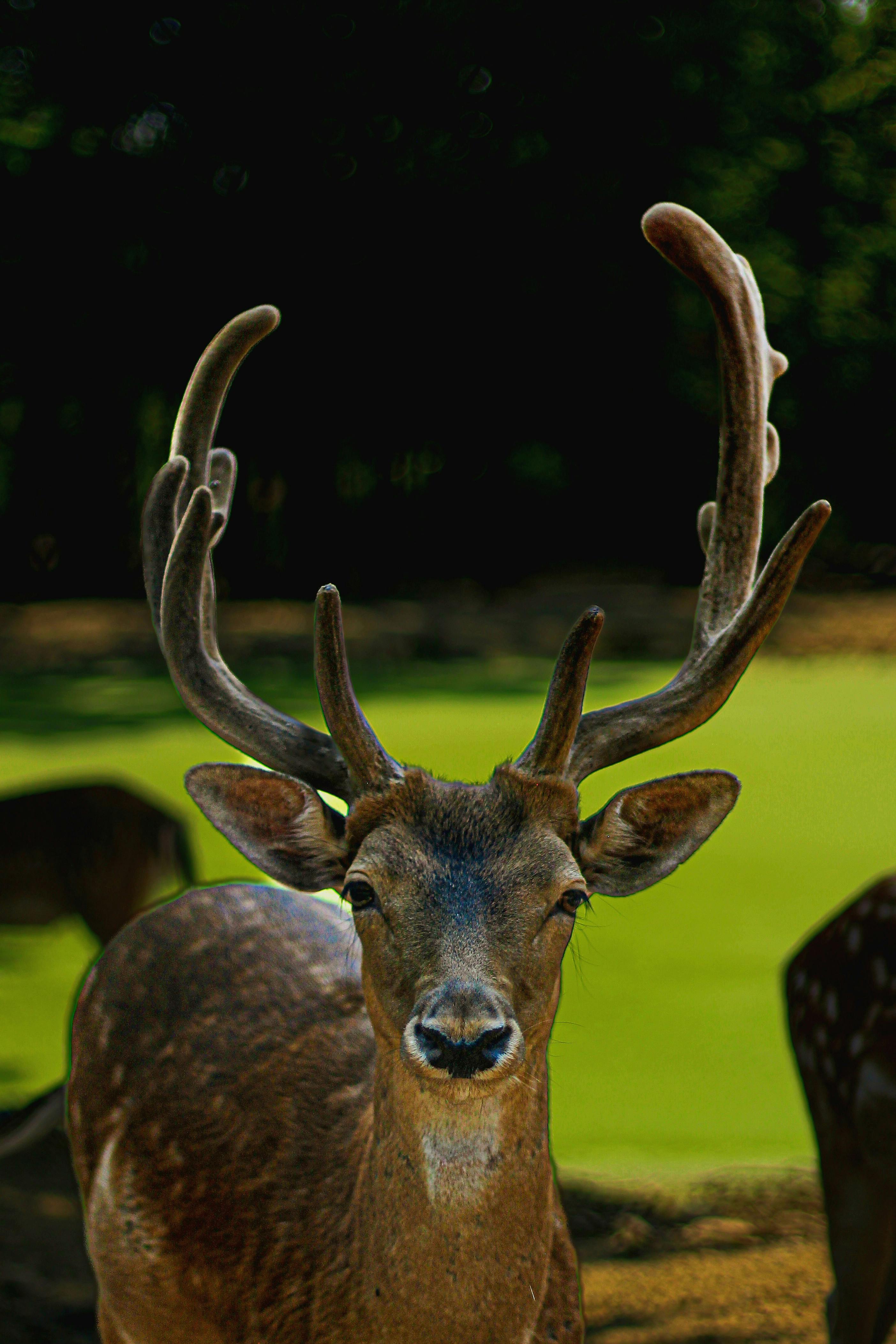 Majestic Deer with Velvet Antlers in Nature · Free Stock Photo