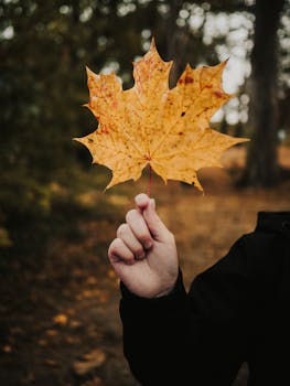 Close-up of a hand holding a vibrant maple leaf in an autumn forest setting.