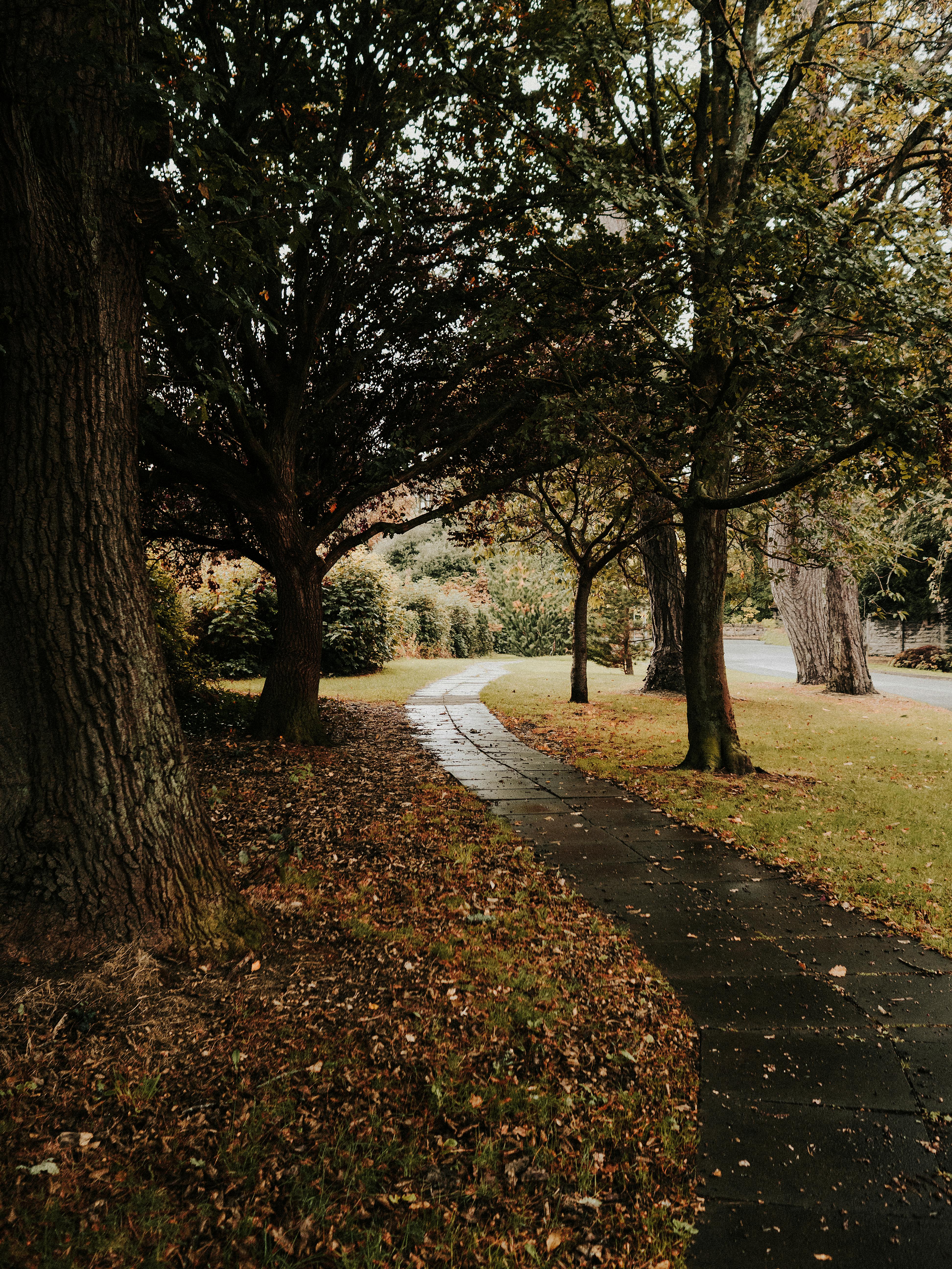 Serene winding path in an autumn park lined with trees, perfect for a peaceful walk.