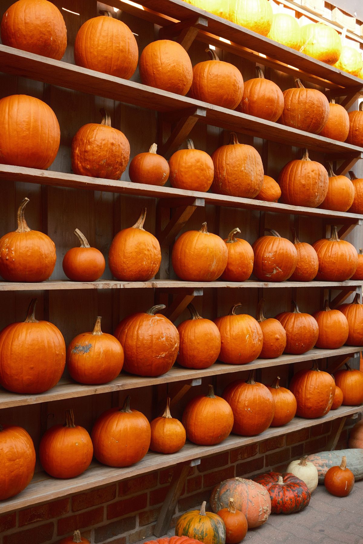 Colorful pumpkins arrayed on shelves in Beelitz, Germany during the fall season. Stock Photo.