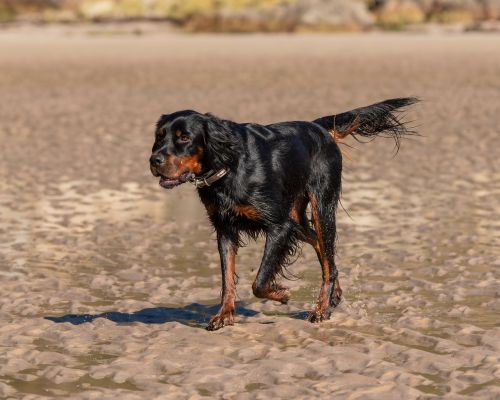 Free Gordon Setter dog enjoying a stroll on a sunny beach, capturing the essence of adventure. Stock Photo