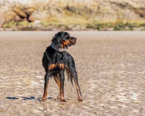 Free A black and tan dog stands confidently on a sandy beach, wet from playing in the water. Stock Photo