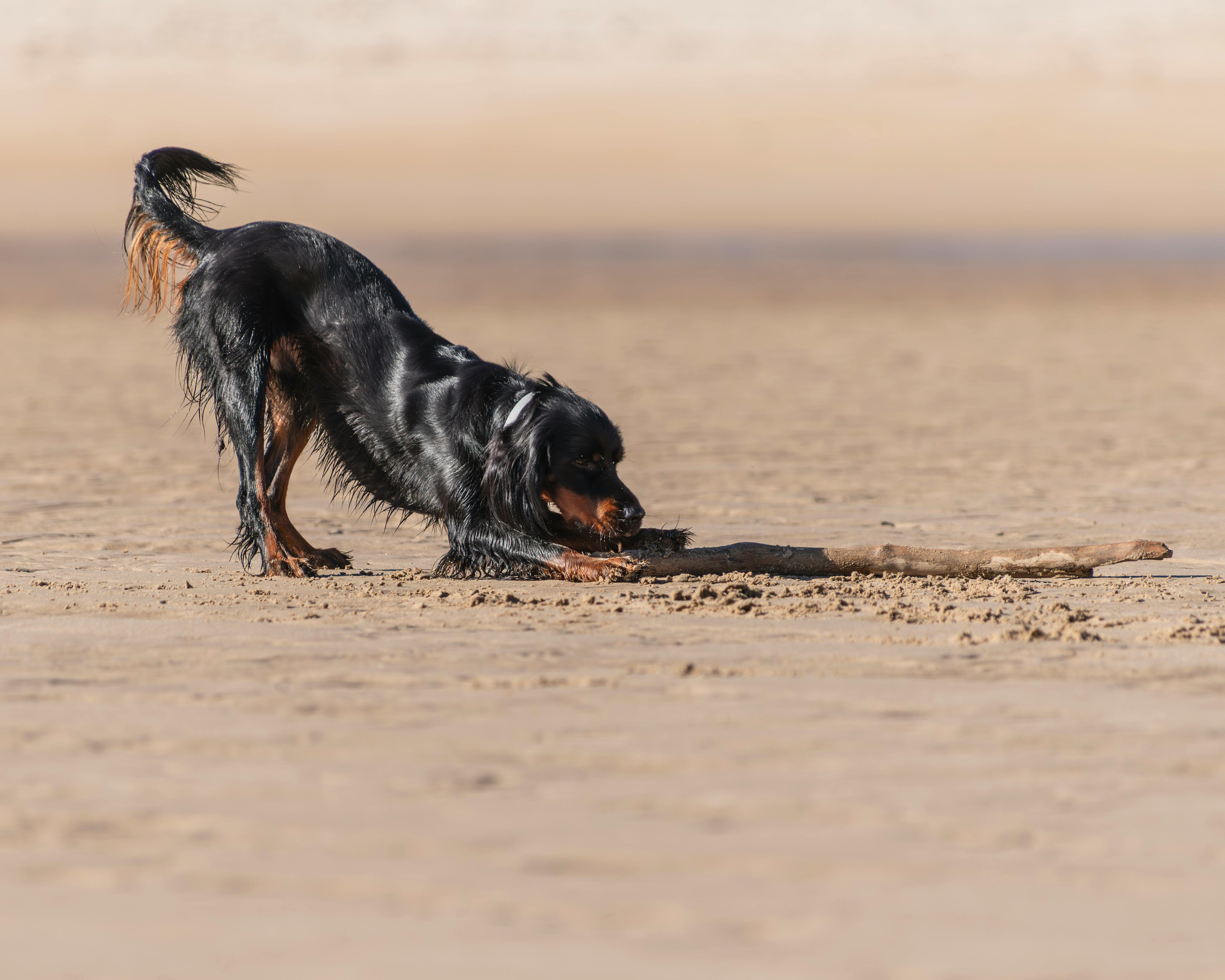 3 marzo a Moncalieri giochi ed educazione cinofila con L’Isola