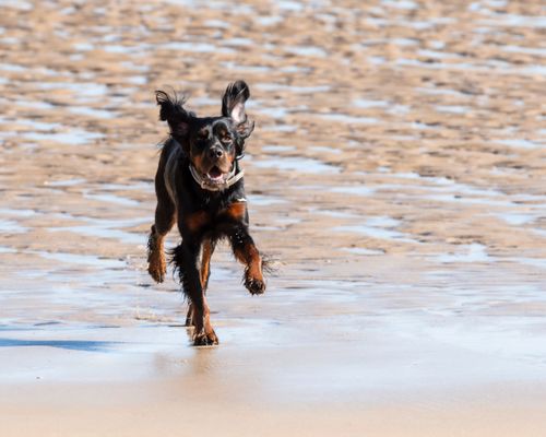 Free Happy dog playfully running on sandy beach, enjoying a sunny day. Stock Photo