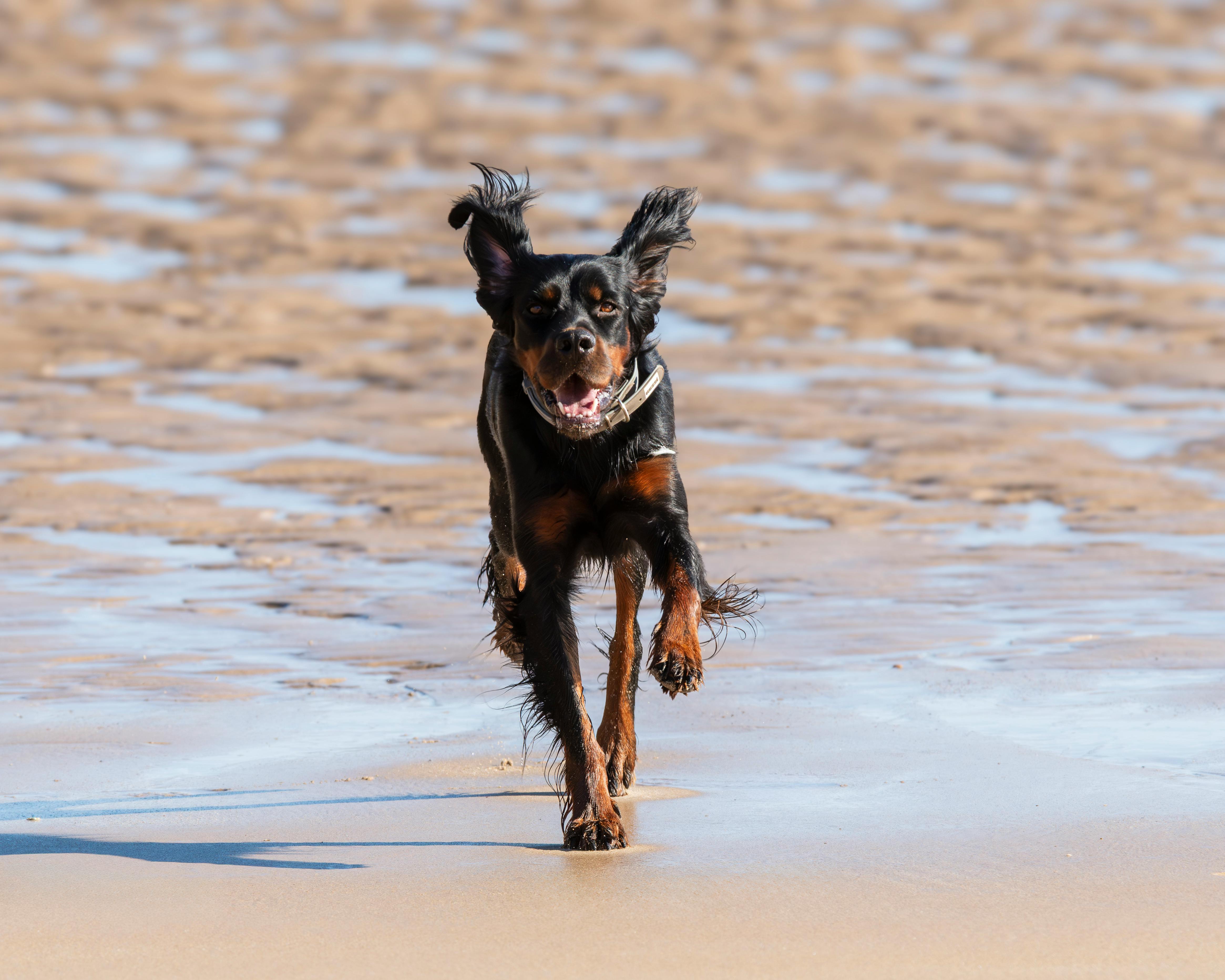 pet lifestyle more lifestyle pets — Photo by Jesús Esteban San José on Pexels