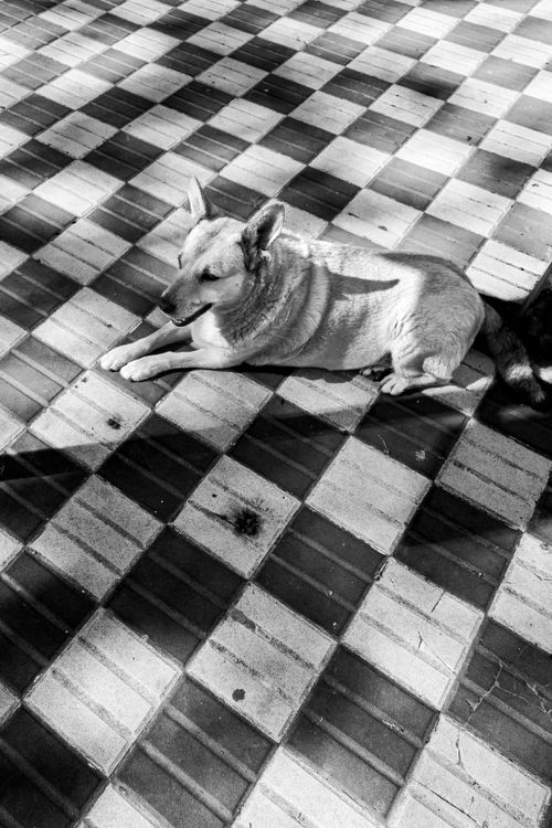 Free A dog rests on checkered pavement in a vibrant black and white urban scene in Chascomús, Argentina. Stock Photo
