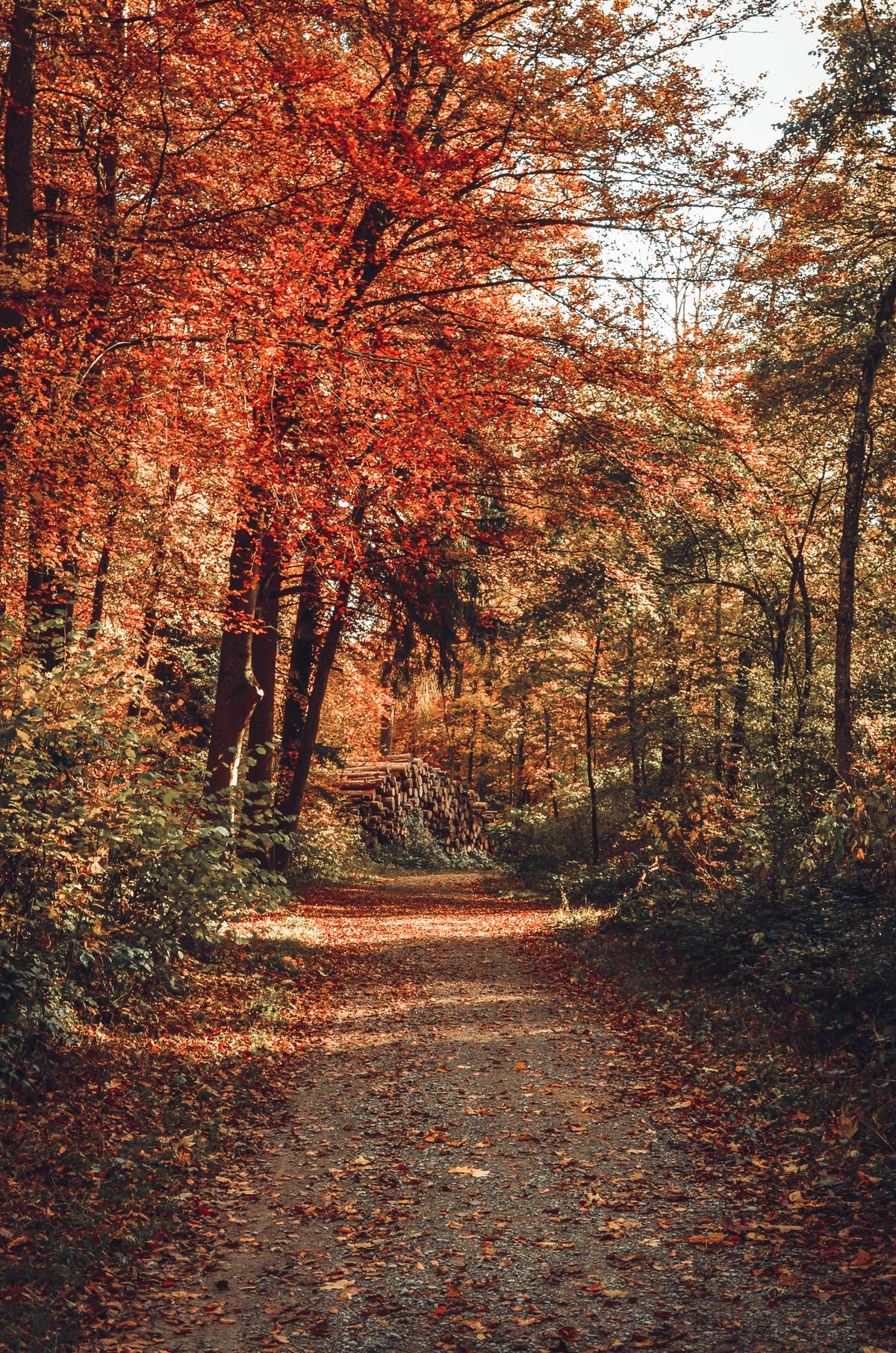 Serene Autumn Forest Path in New Theed · Free Stock Photo