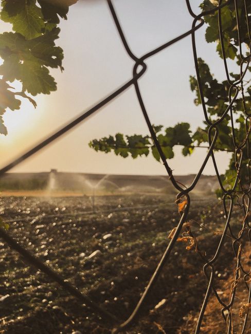View of vineyard with irrigation, seen through a wire fence during sunset.