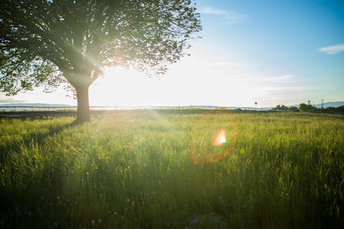 Free คลังภาพถ่ายฟรี ของ contre jour, ดวงอาทิตย์, ต้นไม้พื้นหลัง Stock Photo