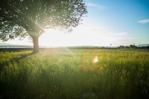 Stream and Single Tree on Meadow at Sunset · Free Stock Photo