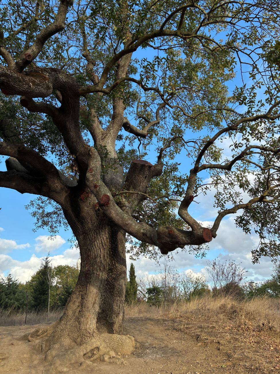 Quercus denuncia l'abbattimento di 1.400 sugheri a Covilhã