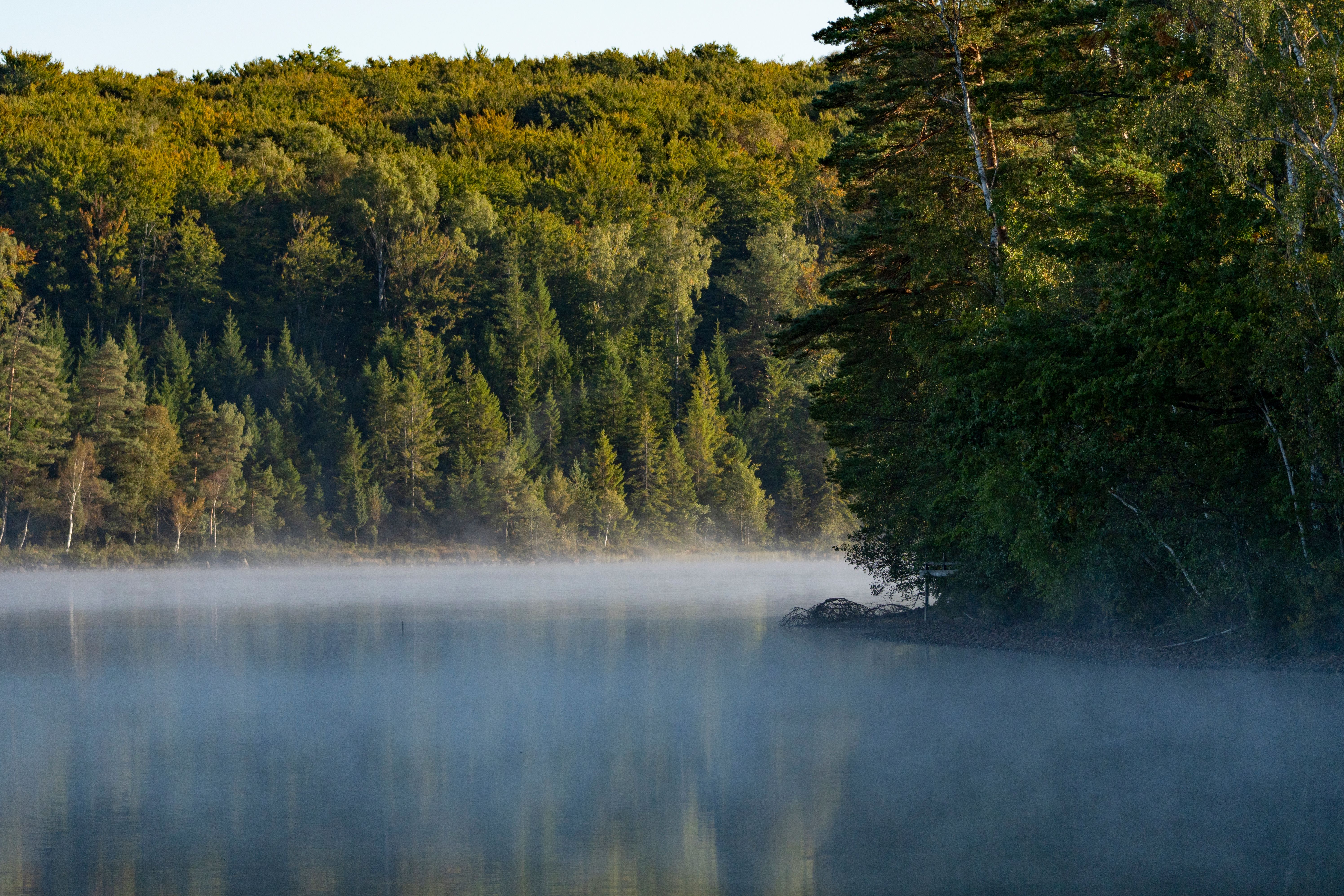 Serene Misty Lake with Lush Forest in Early Morning Light · Free Stock ...