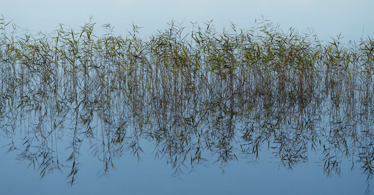 Bridge Reeds Water Serene Reflection of Reeds in Calm Water · Free Stock Photo