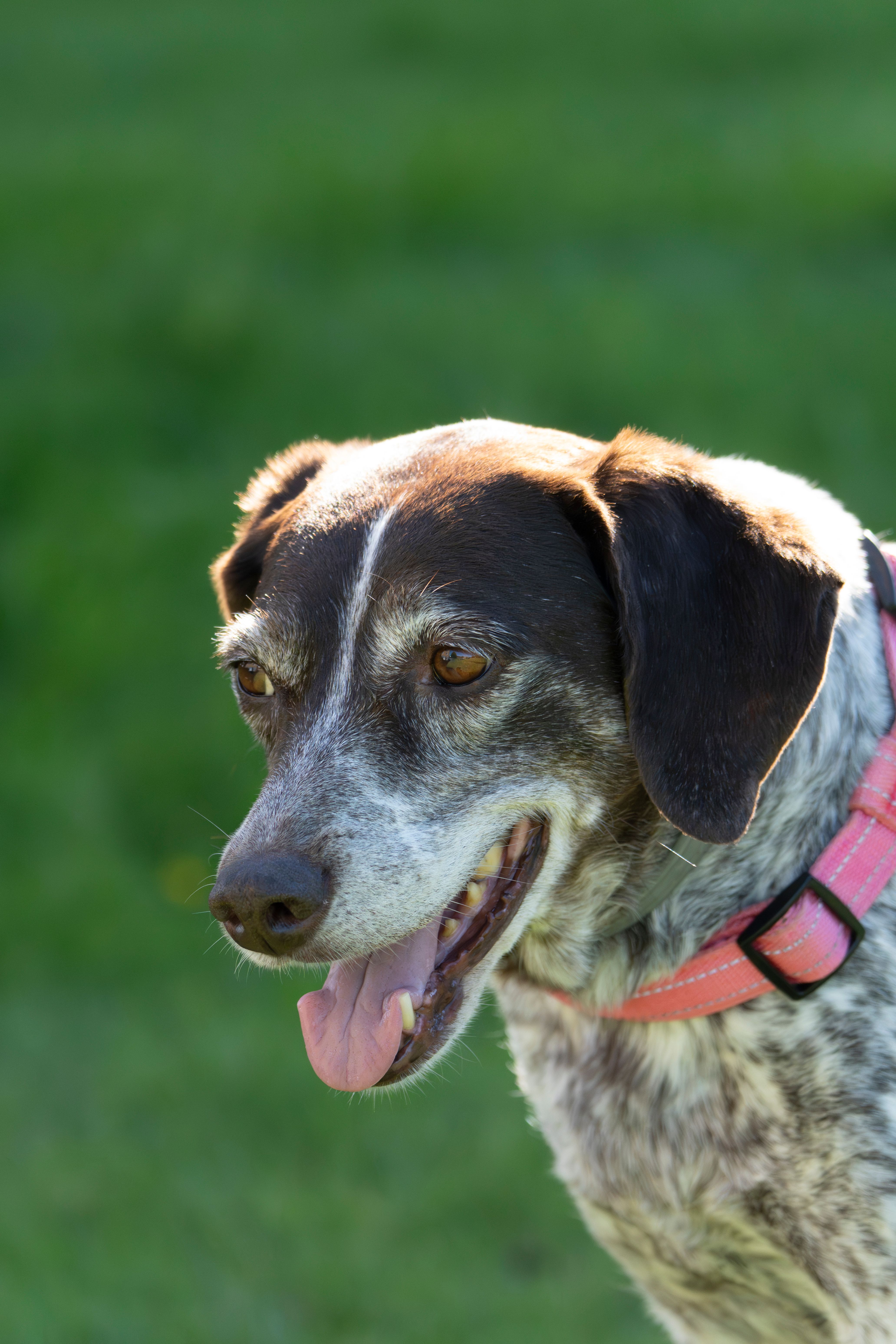 Close-up of a smiling dog wearing a pink collar, outdoors on a sunny day.