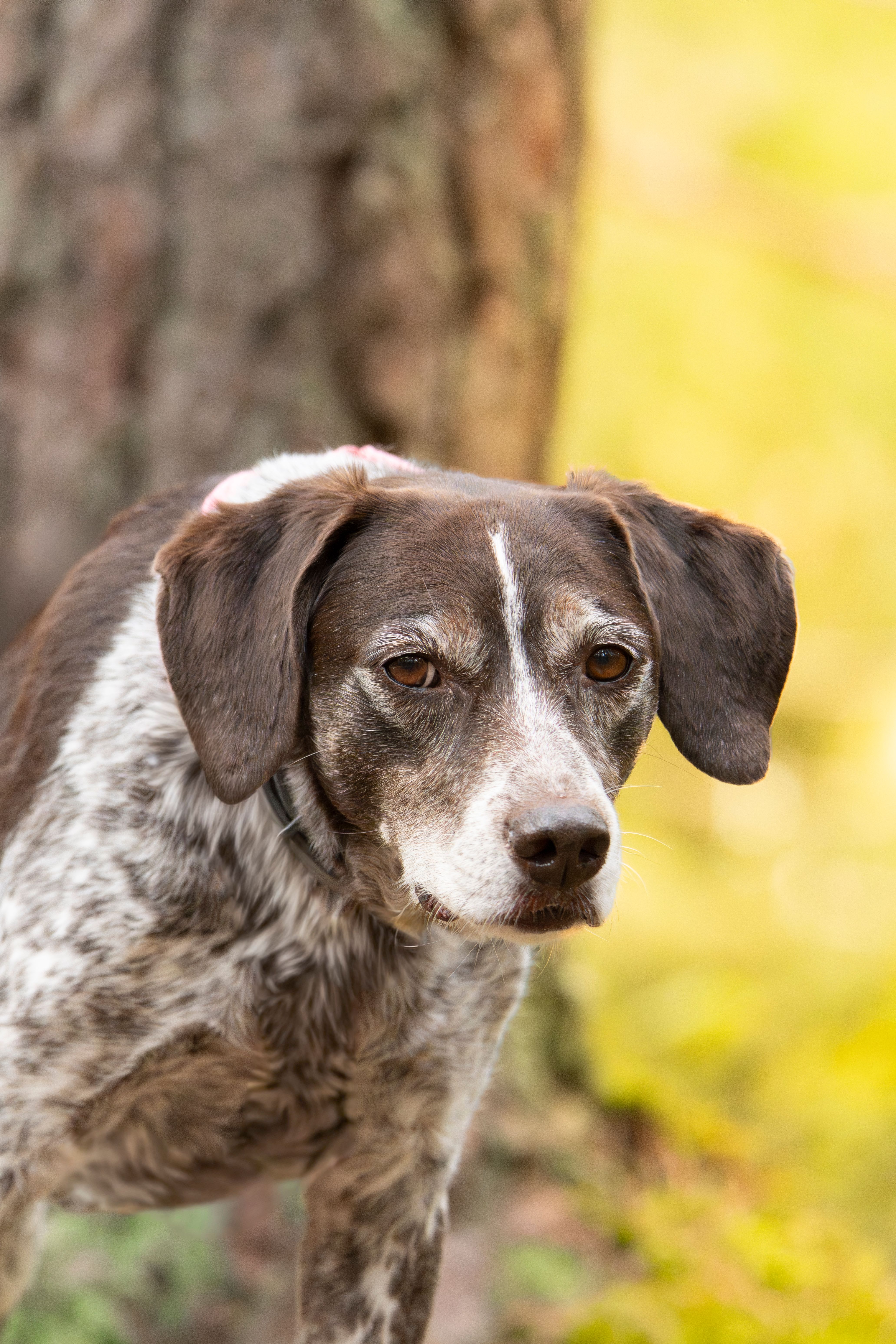 A detailed portrait of a brown and white dog with natural light and a blurred forest background.