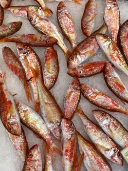 Red Mullet (Barbouni)