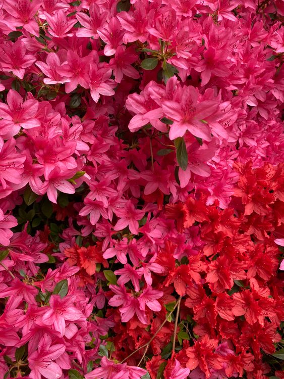 Vibrant Azalea Blooms In Full Spring Glory Free Stock Photo vibrant-azalea-blooms-in-full-spring-glory-free-stock-photo